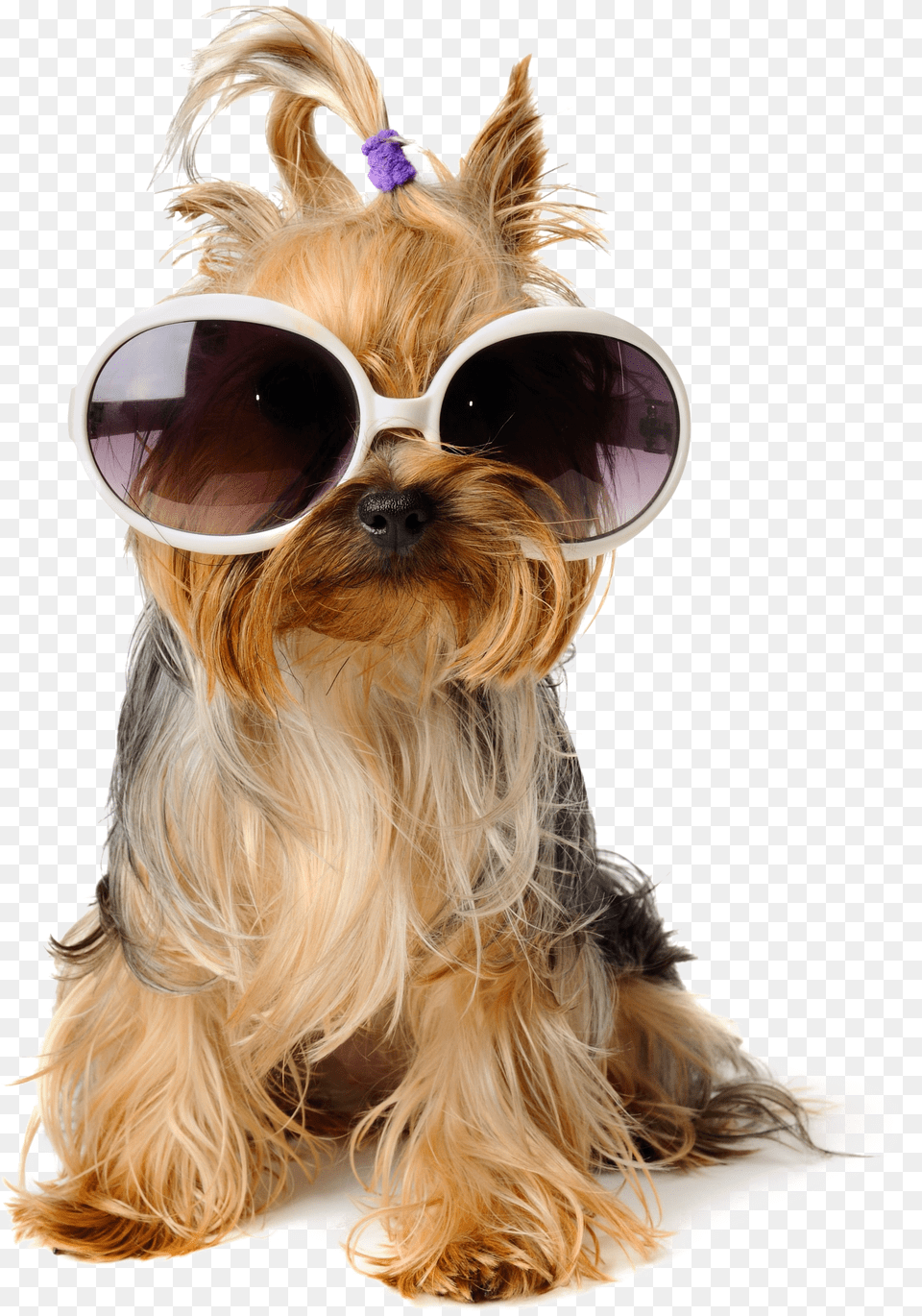 Shaggy Sitting Pet Greeting Dog Birthday Puppy Dogs With Sunglasses Clipart Free Png Download