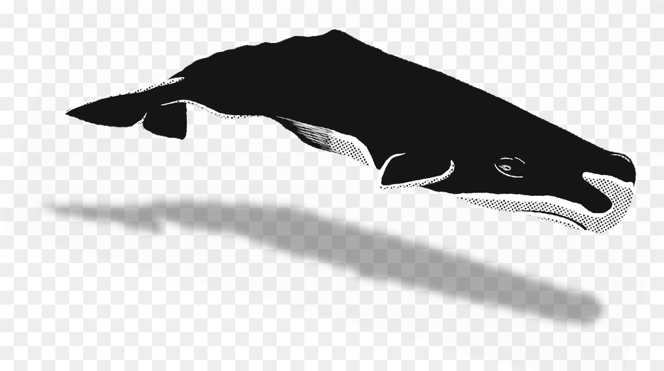 Download Share Humpback Whale Image With No Background Humpback Whale, Animal, Mammal, Sea Life, Clothing Free Transparent Png
