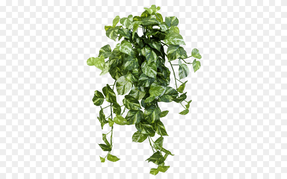 Download Share This Devils Ivy, Leaf, Plant, Vine Free Transparent Png