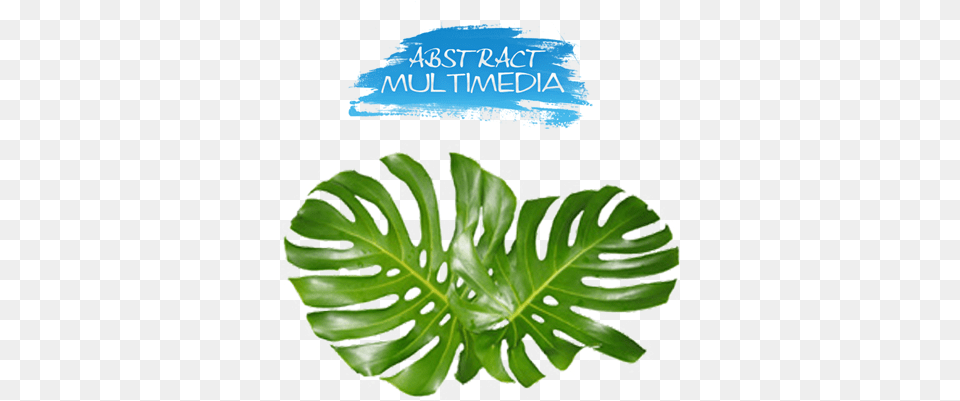 Download Share This Image Monstera Leaves Image With Monstera Leaves, Leaf, Plant Free Transparent Png