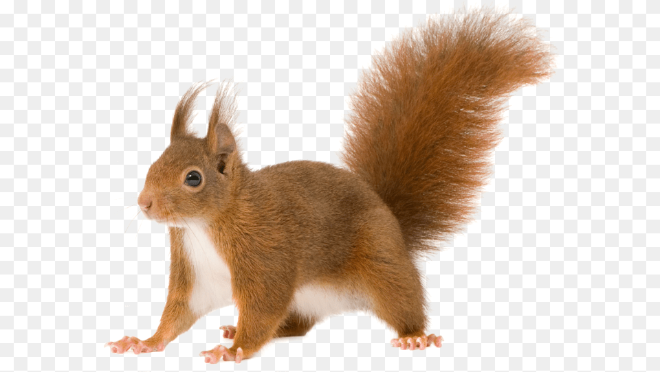 Download Share This Image Background Squirrel Animal, Mammal, Rat, Rodent Free Transparent Png