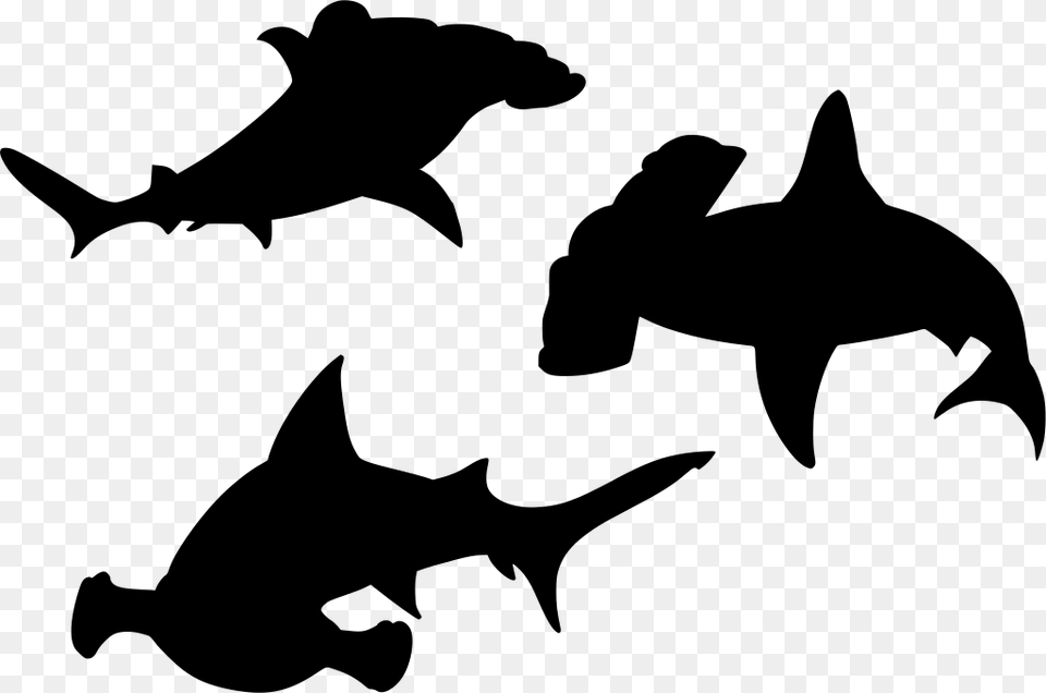 Shark, Gray Free Png Download