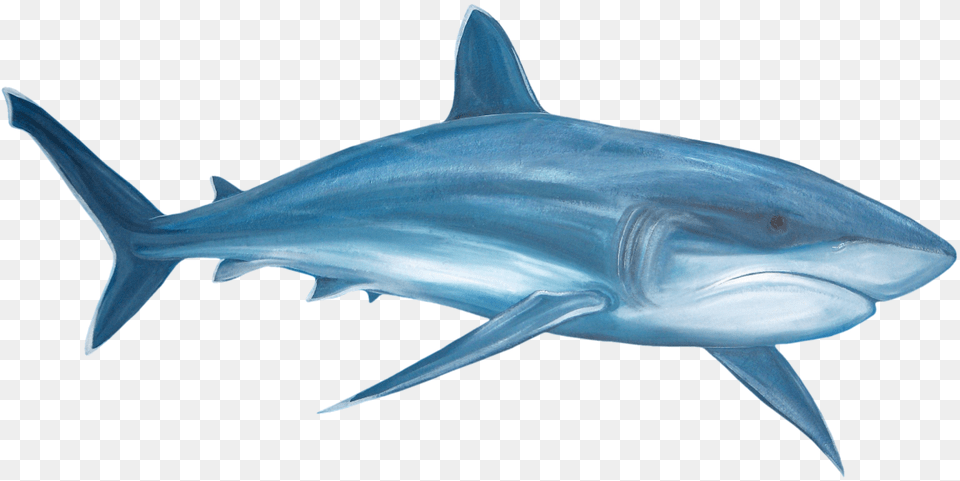 Shark Transparent Pictures Watercolor Great White Shark, Animal, Fish, Sea Life Free Png Download