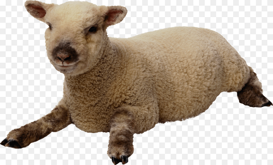 Download Sheep Free Transparent Png