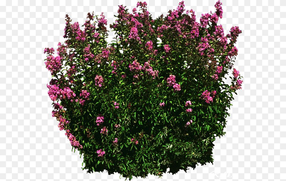 Download Shrub Flower With No Rose Tree Picart, Geranium, Plant, Vegetation, Lilac Free Png