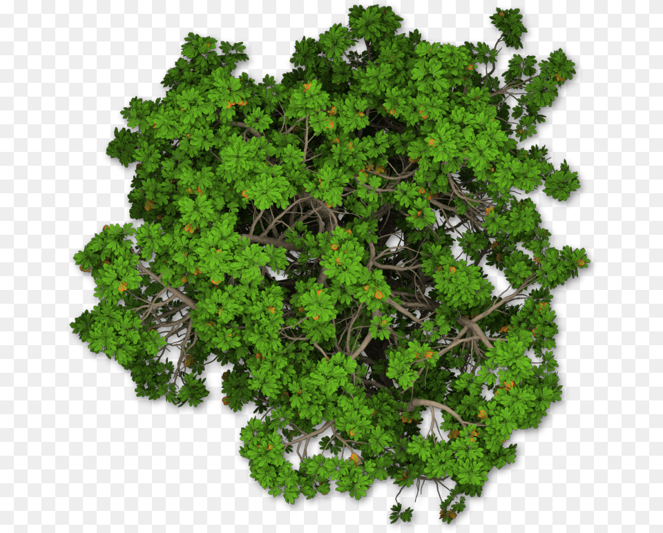 Download Shrub Mediterranean Cypress Tree Pine Plan Hq Photoshop Trees Plan, Green, Vegetation, Sycamore, Rainforest Png Image