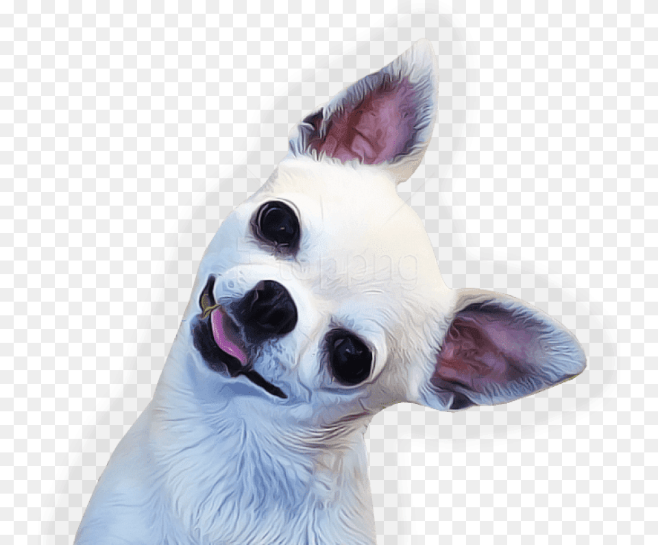 Download Side Images Chihuahua, Animal, Canine, Mammal, Pet Png Image