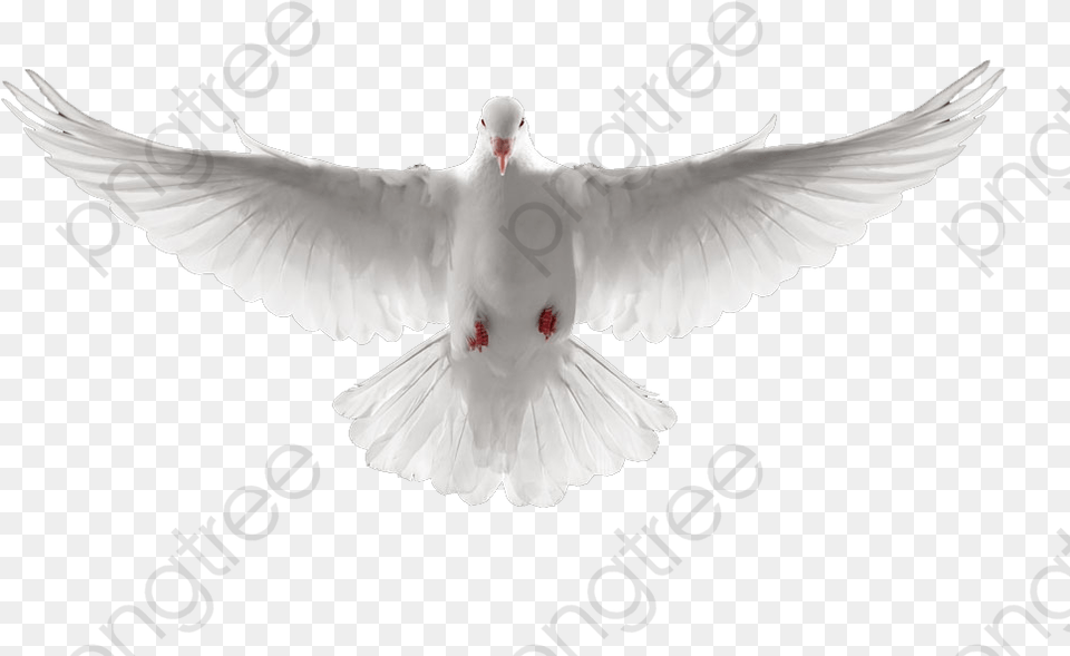 Download Sido Paloma Blanca Dove, Animal, Bird, Pigeon Png Image