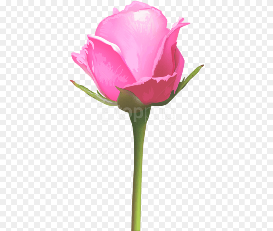 Download Single Pink Rose Images Single Pink Rose Flower, Petal, Plant, Person Free Transparent Png