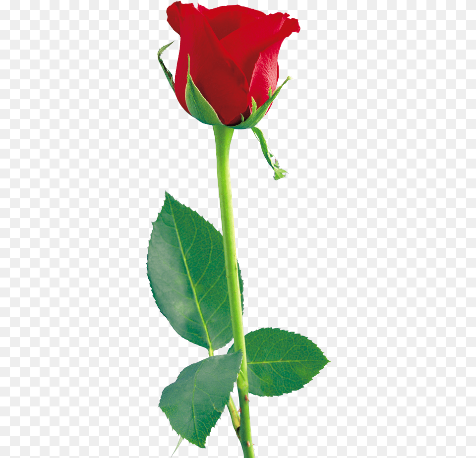 Download Single Red Rose File Rose Flower, Plant Free Png