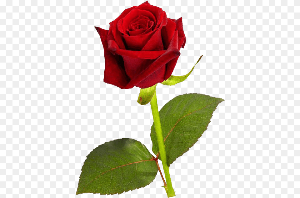Download Single Red Rose Hd Single Red Rose Hd, Flower, Plant Free Png