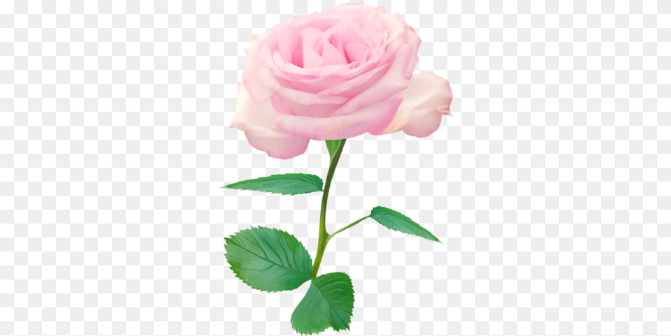 Download Single Red Rose Nisanboard Pembe Tek Gl Single Pink Rose, Flower, Plant Png