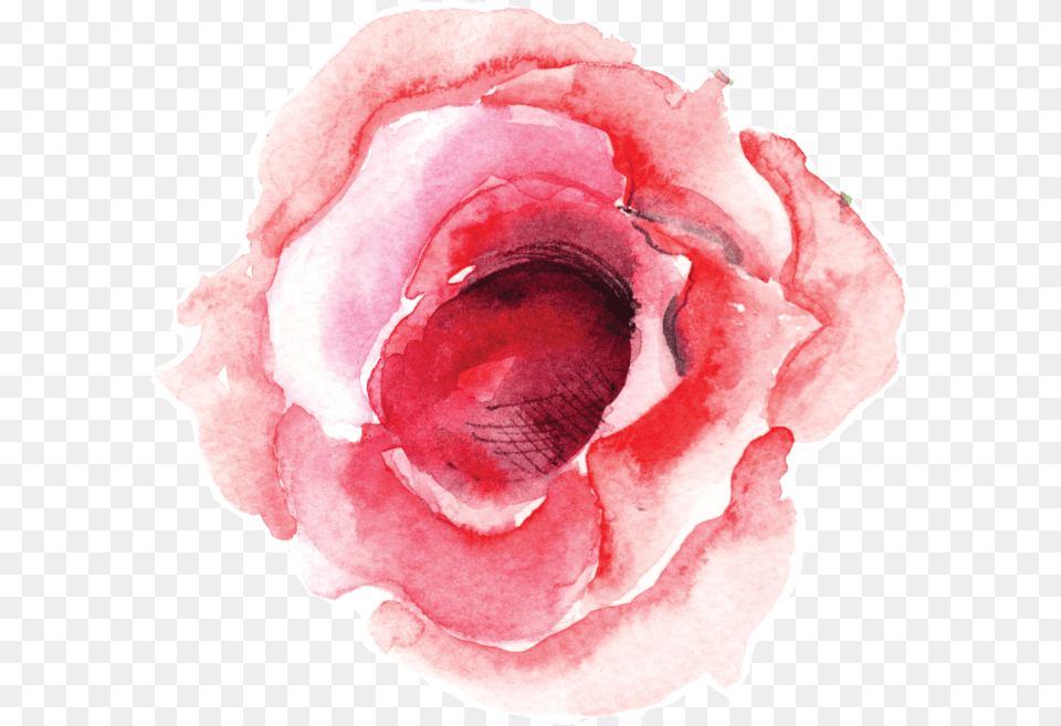Single Rose Bloom Rose With No Flower Single Watercolor Background Transparent, Petal, Plant, Food, Meat Free Png Download
