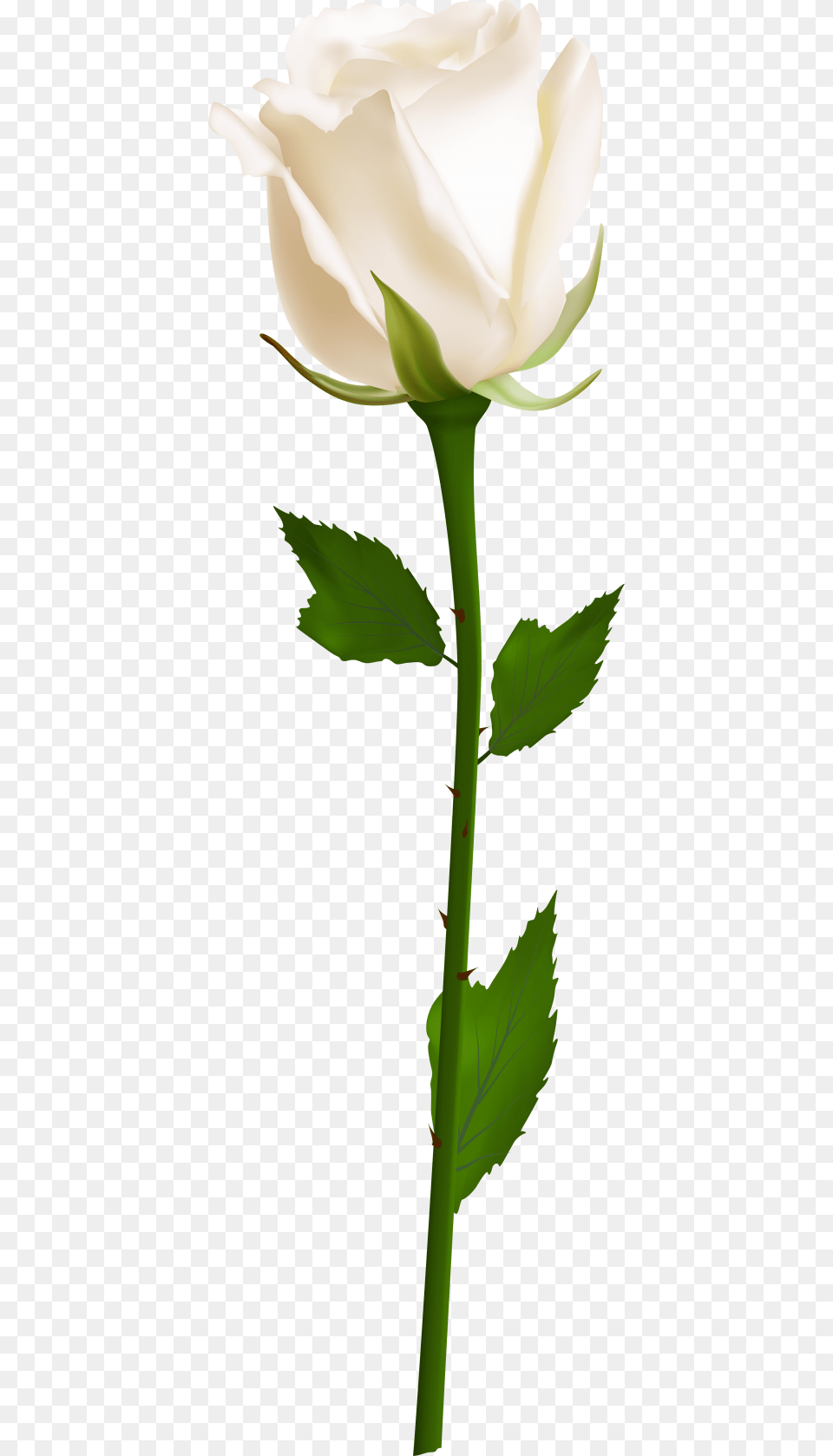 Download Single White Rose Images Background White Rose, Flower, Plant Free Transparent Png