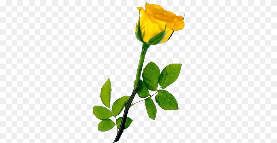 Download Single Yellow Rose Transparent For Yellow Rose, Flower, Leaf, Plant, Petal Png Image