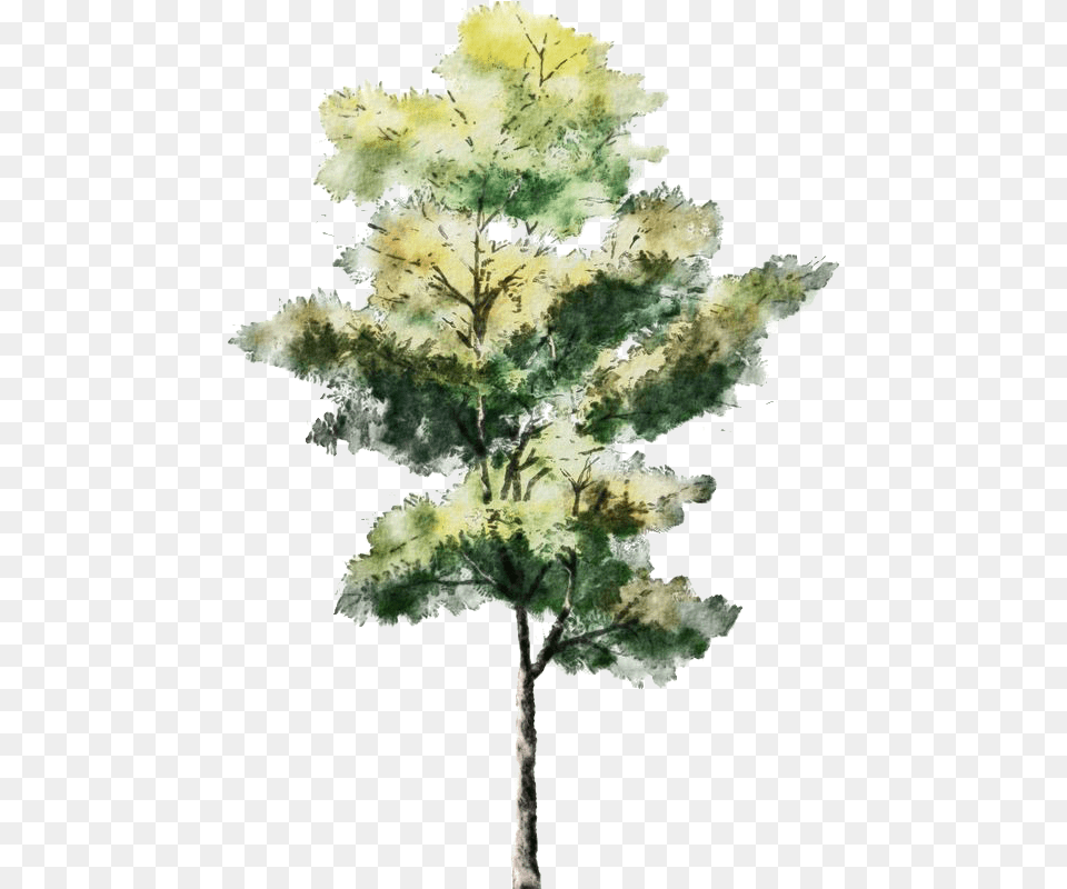 Sketch Tree Trees Watercolor Architecture Painting Architecture Rendered Tree, Leaf, Oak, Plant, Sycamore Free Png Download