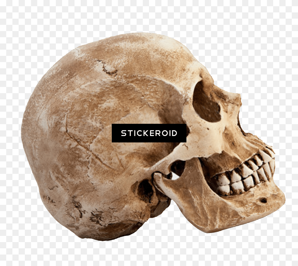 Download Skull People Side Profile Of A Skull, Bread, Food, Head, Person Png