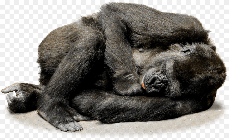Download Sleeping Gorilla, Animal, Ape, Mammal, Wildlife Png Image
