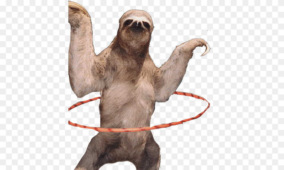 Download Sloth Hd Sloth, Animal, Mammal, Wildlife, Three-toed Sloth Free Png