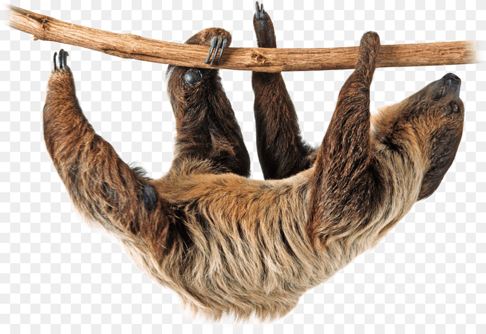 Download Sloth Image Sloth, Animal, Mammal, Wildlife, Three-toed Sloth Free Png