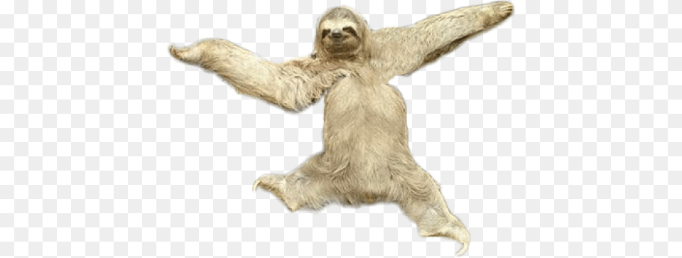 Download Sloth Transparent Sloth, Animal, Mammal, Wildlife, Three-toed Sloth Png