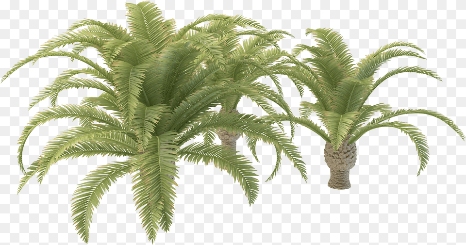 Download Small Palm Tree Hd Tree Images, Fern, Palm Tree, Plant Free Png