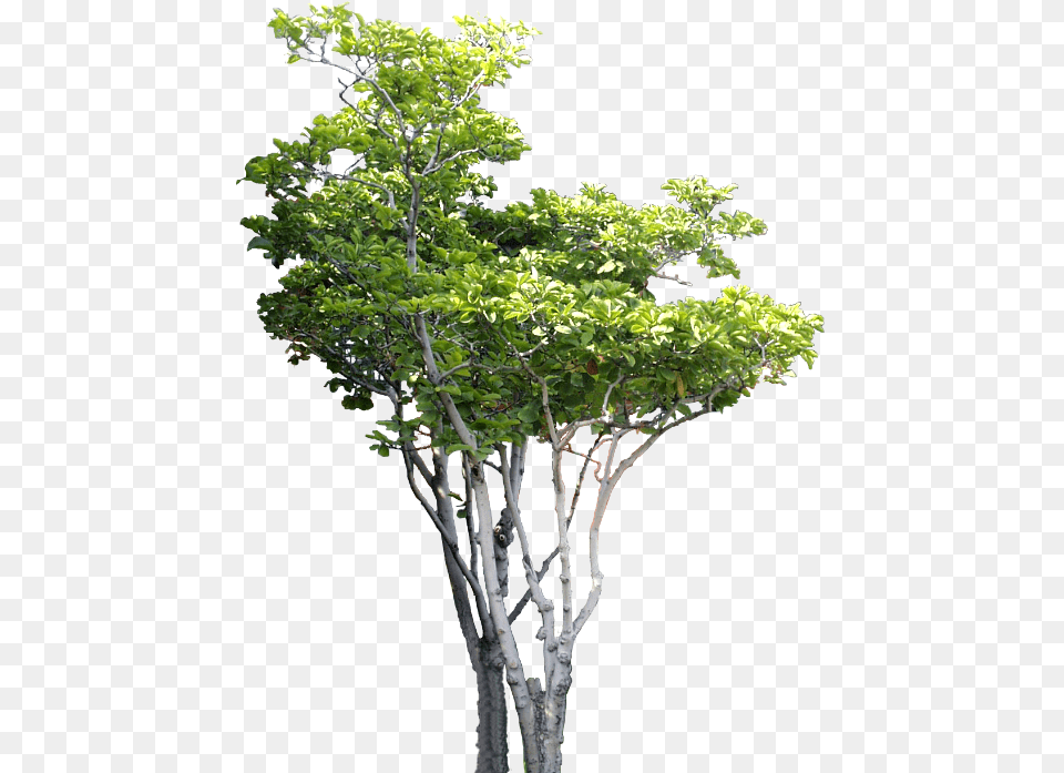 Small Tree Psd B Photoshop Photoshop Tree Hd, Plant, Potted Plant, Oak, Sycamore Free Png Download
