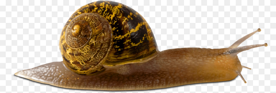 Download Snail Picture Animals Without Blood, Animal, Insect, Invertebrate Png Image