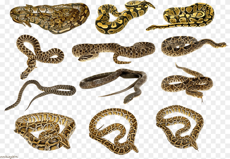 Download Snake Free Png