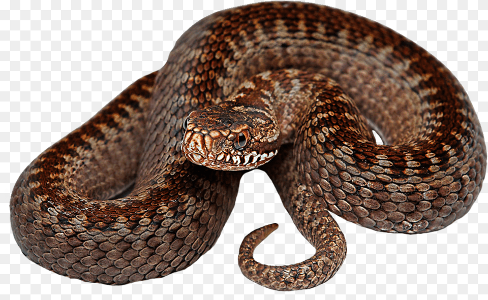 Download Snake Hd Photo Serpent, Animal, Reptile, Rattlesnake Png