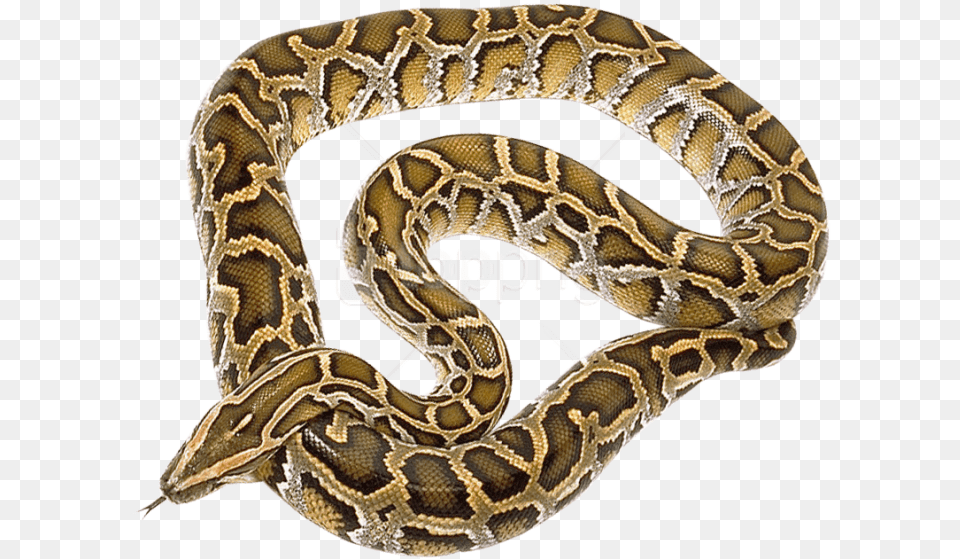 Download Snake Images Background Images Burmese Python Background, Animal, Reptile, Rock Python Png Image