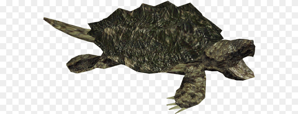 Snapping Turtle Alligator Snapping Turtle, Animal, Reptile, Sea Life, Tortoise Free Png Download