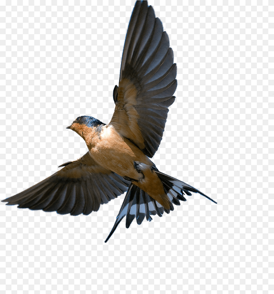 Download Southern Flying Tree Rough Barn Swallow In Flight, Animal, Bird, Jay Free Transparent Png