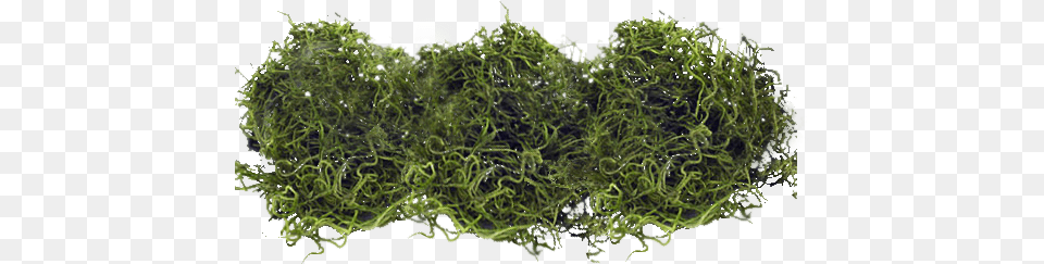 Download Spanish Moss Moss, Plant Png