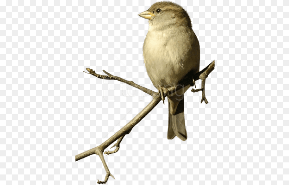 Sparrow On Double Branche Images Sparrow, Animal, Bird, Finch Free Png Download