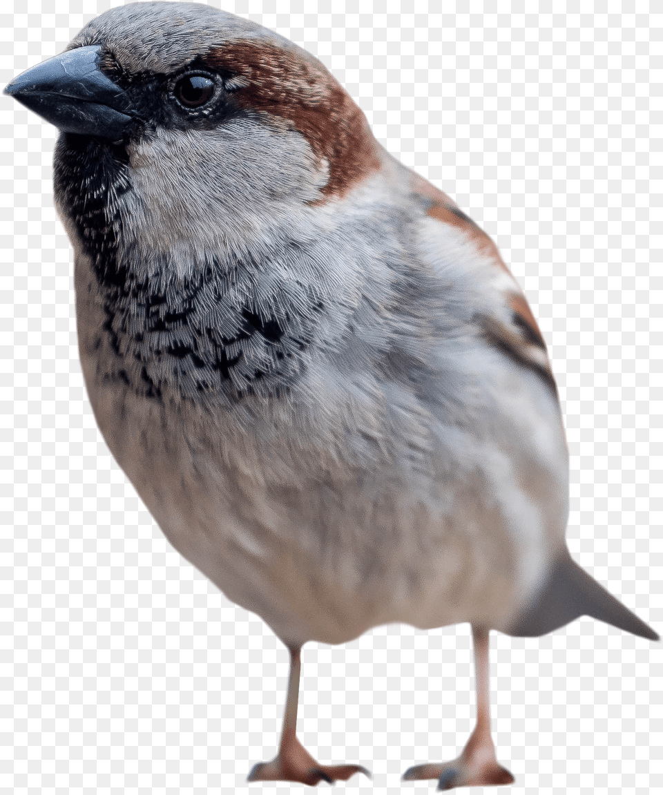 Download Sparrow Standing For Bird Standing, Animal, Finch Free Transparent Png