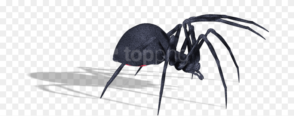 Download Spider Clipart Photo Blister Beetles, Animal, Invertebrate, Insect Free Png