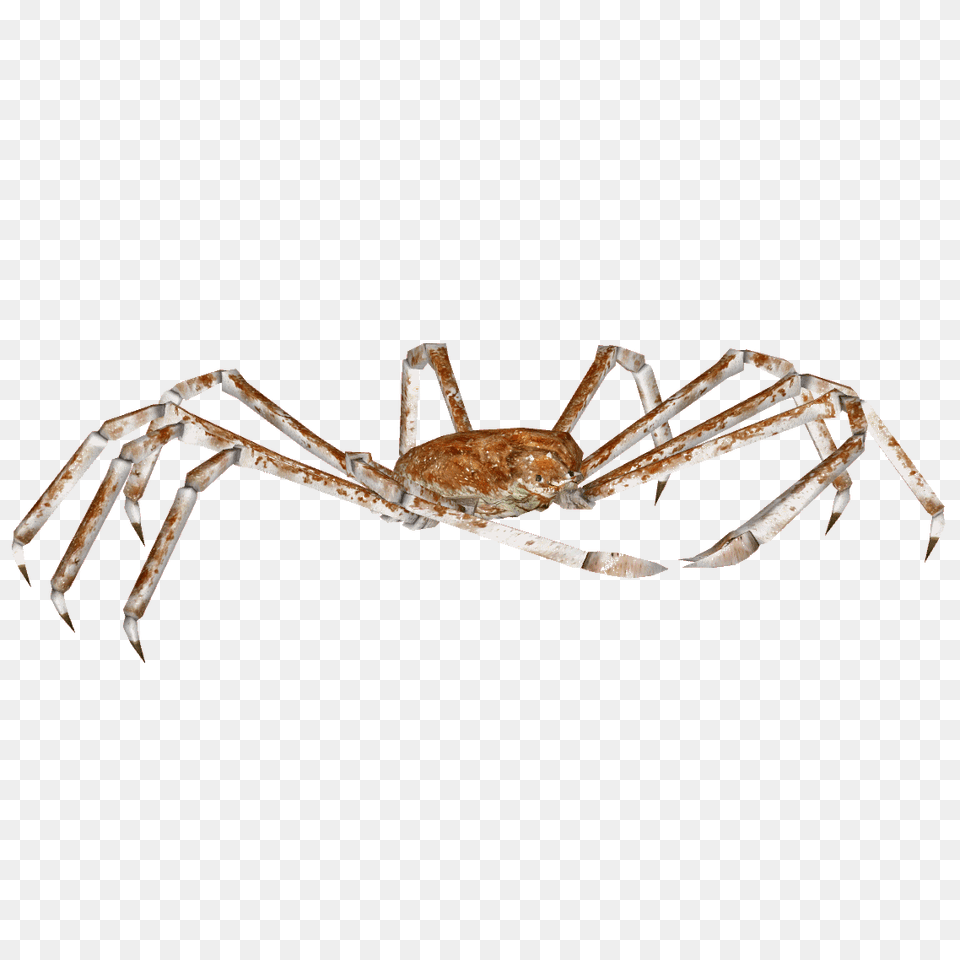 Download Spider Crab Japanese Spider Crab Animal, Garden Spider, Insect, Invertebrate Free Transparent Png