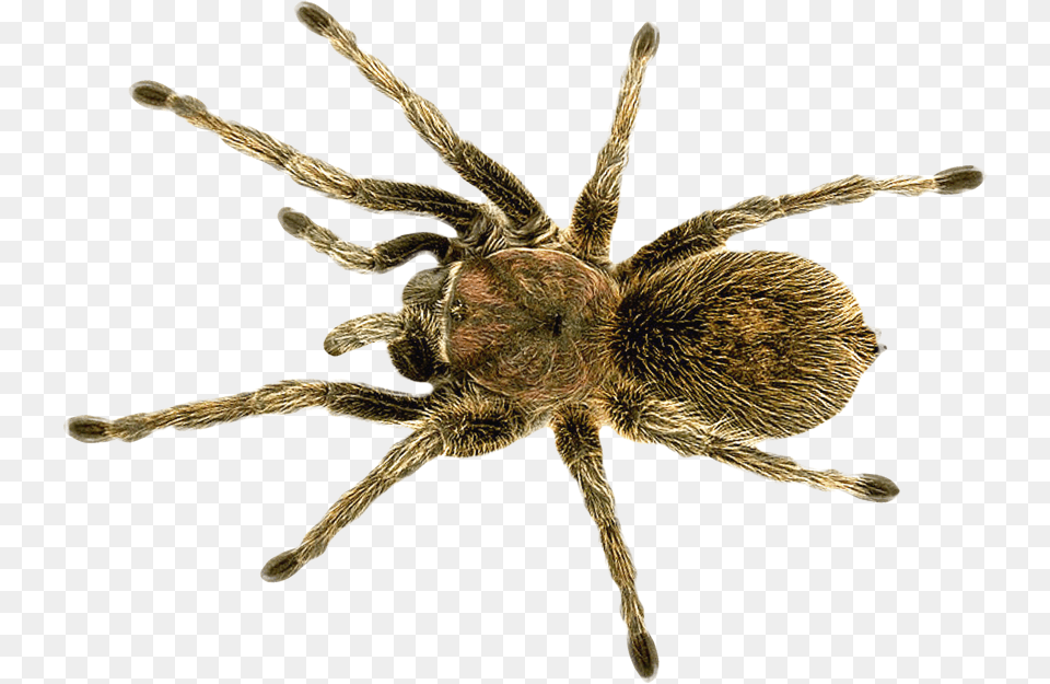 Download Spider For Does A Wolf Spider Look Like, Animal, Invertebrate, Insect, Tarantula Free Png