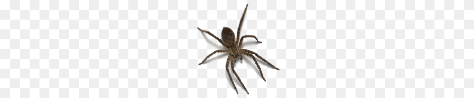 Download Spider Free Photo Images And Clipart Freepngimg, Animal, Invertebrate, Qr Code Png