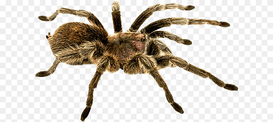 Download Spider Hq Spider, Animal, Invertebrate, Insect, Tarantula Free Png