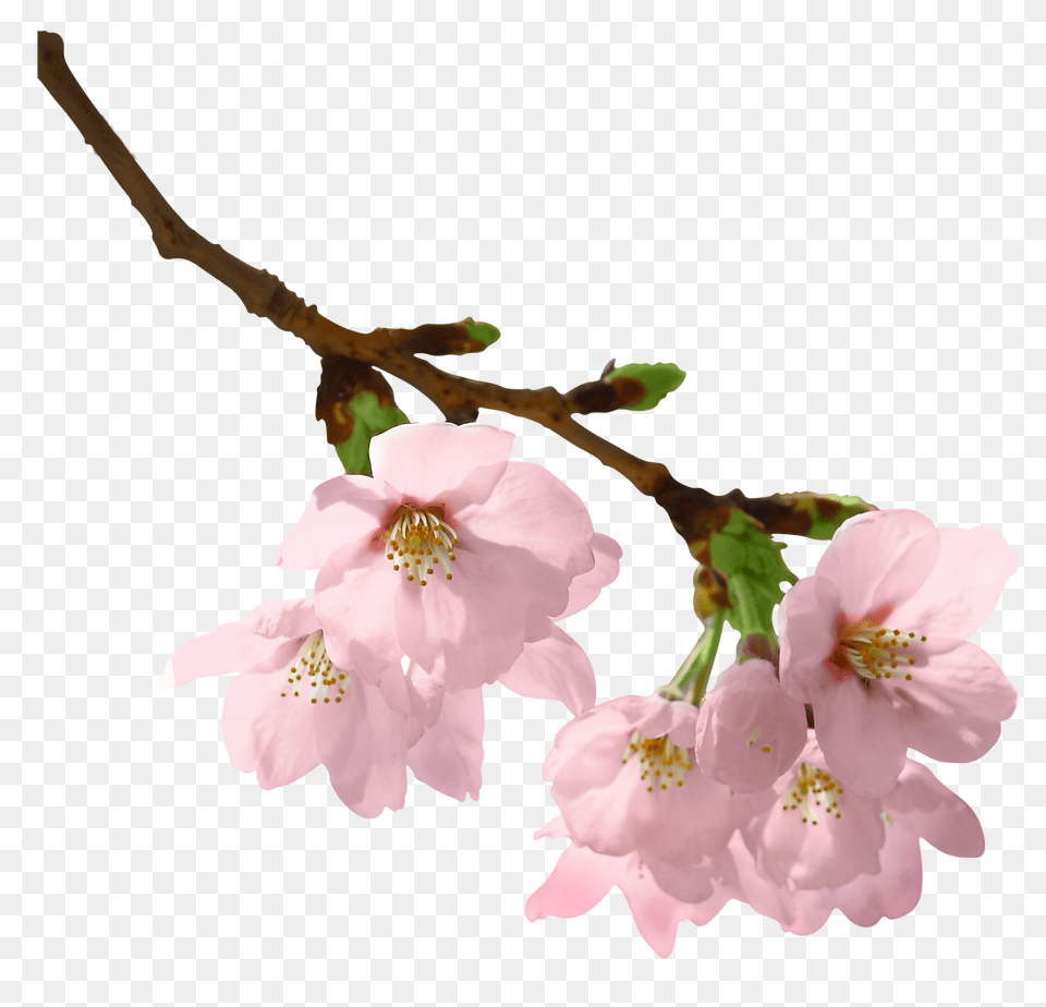 Download Spring Branch Flowering Branch, Flower, Plant, Cherry Blossom Free Png