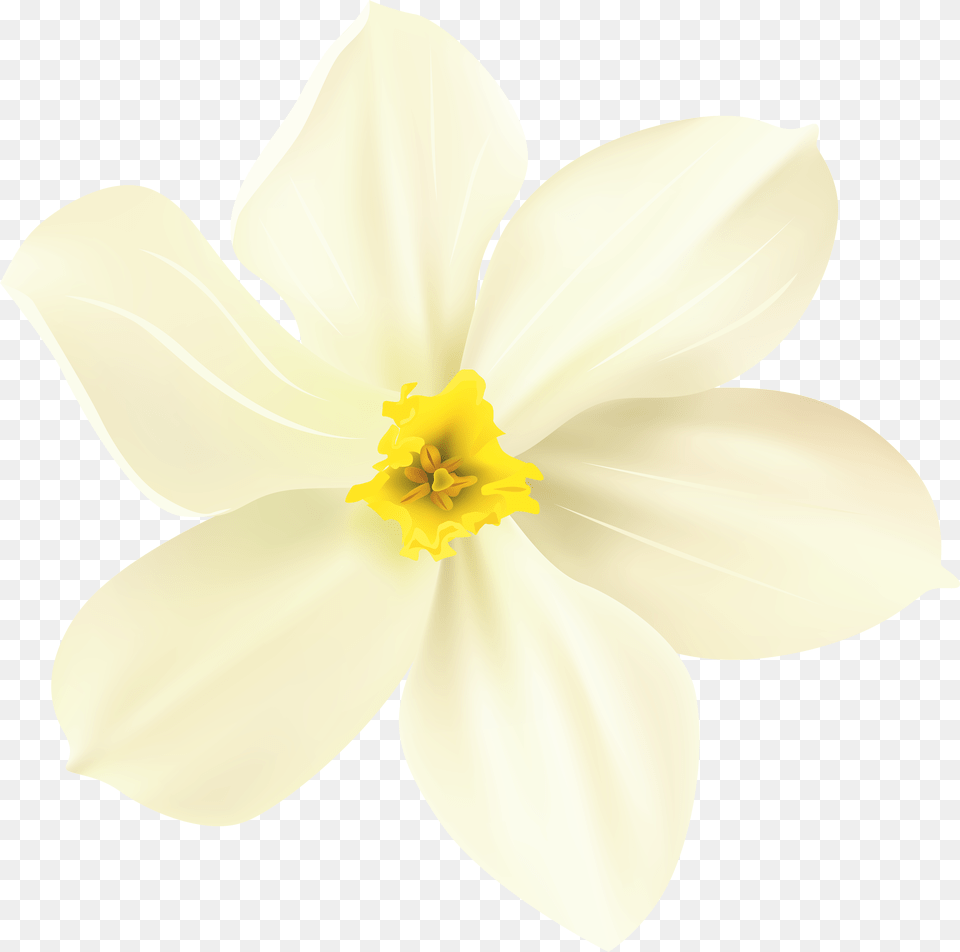 Spring Flower Image, Daffodil, Plant, Pollen, Person Free Png Download