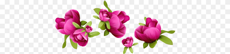 Download Spring Flower Transparent Background Spring Flowers Clipart, Petal, Plant, Rose, Geranium Png