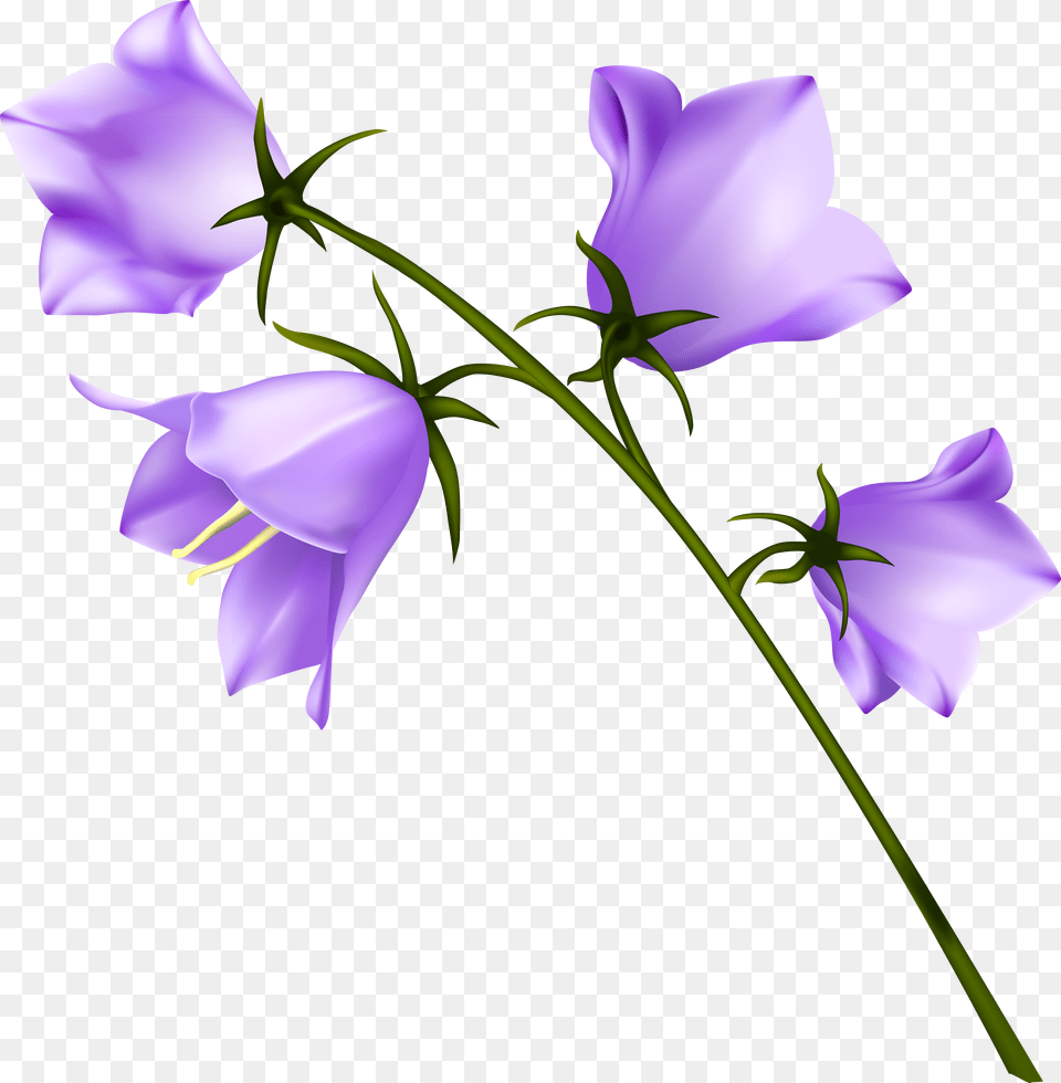 Download Spring Flowers With No Background Flower Png Image