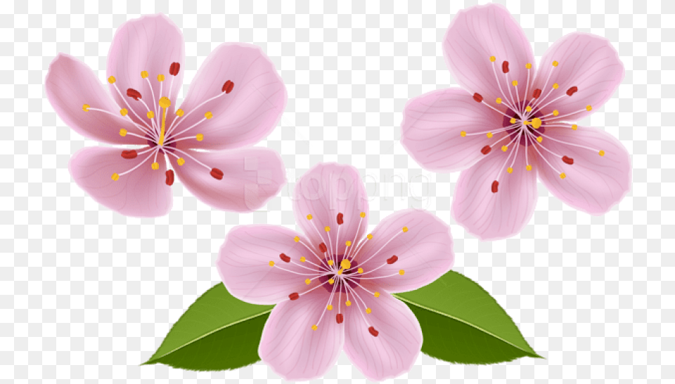 Download Spring Flowers Images Background Clip Art Transparent Spring Flowers, Flower, Plant, Cherry Blossom, Anther Png