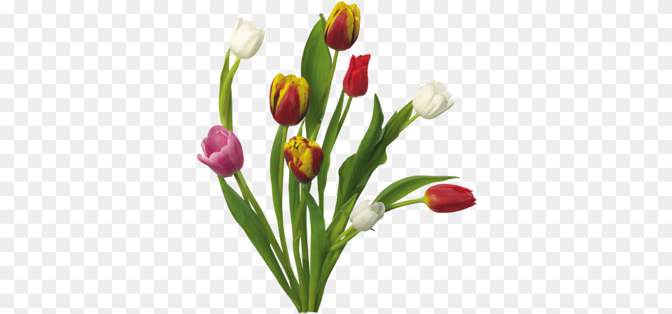 Download Spring Image And Clipart Flowers, Flower, Plant, Flower Arrangement, Tulip Free Png