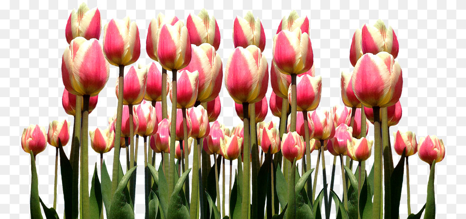 Spring Tulips Easter Flowers Nature Cut Tulip, Flower, Plant, Petal Free Png Download