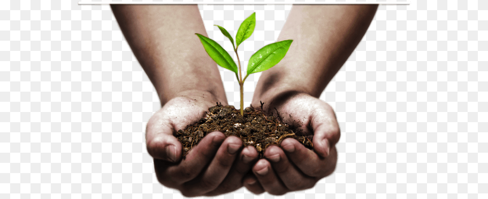 Download Sprout In Hands Hand Image Tree Plantation Images, Body Part, Finger, Person, Plant Free Png