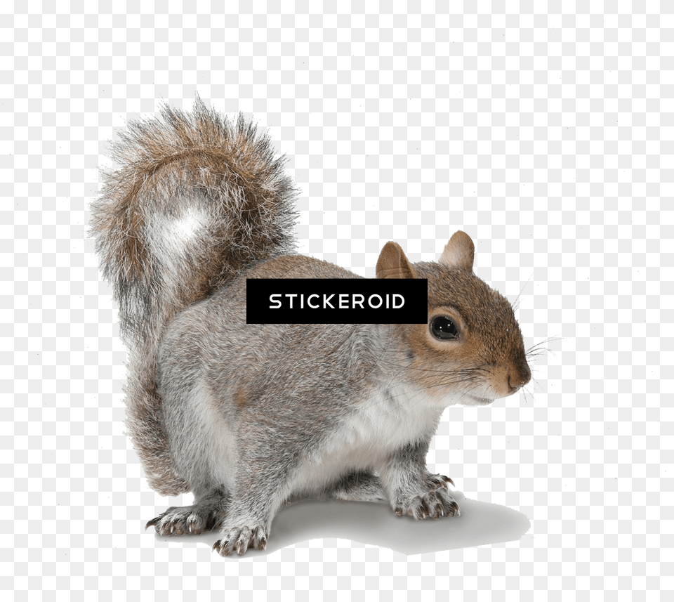 Download Squirrel Grey Squirrel White Background Full Squirrel Transparent Background, Animal, Mammal, Rodent, Rat Png